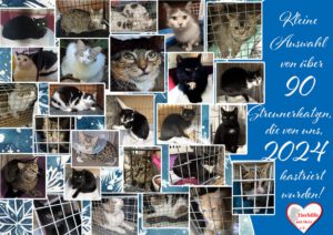 Streunerkatzen 2024