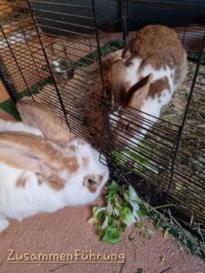 Impressionen aus dem Tierhospiz