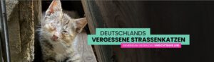 Deutschlands vergessene Straßenkatzen