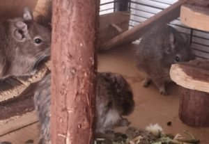 Die DEGUs stellen sich vor