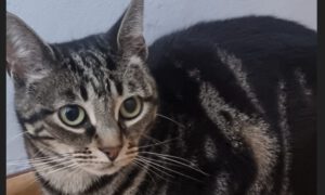Felia stellt sich vor